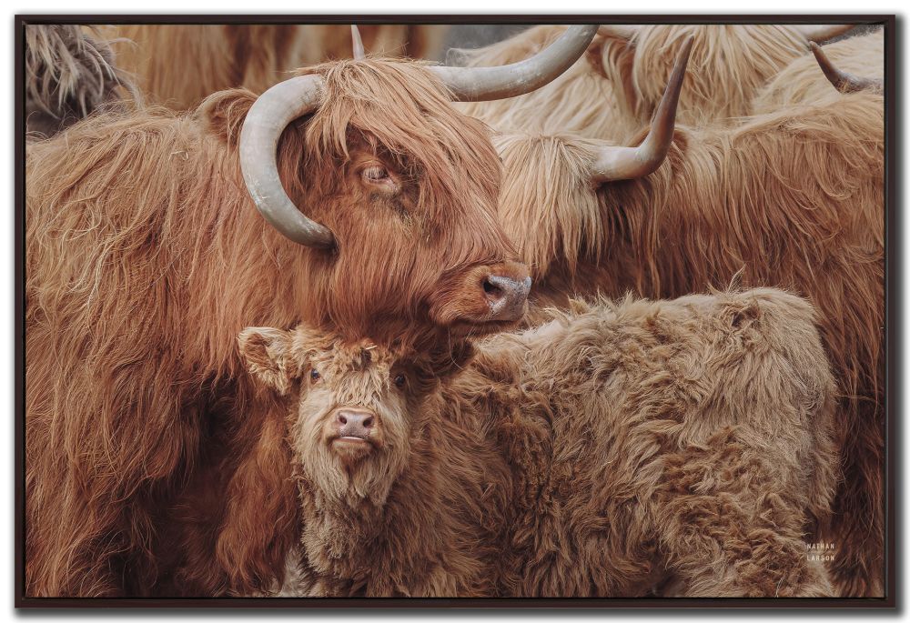 Paintings - Highland Cow Under Cover