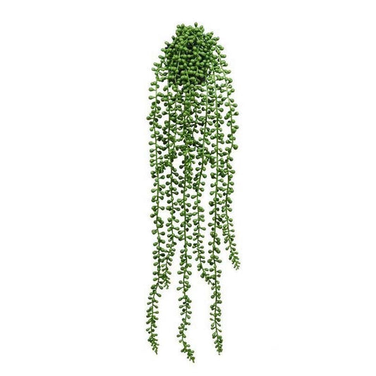 String of Pearls Plant