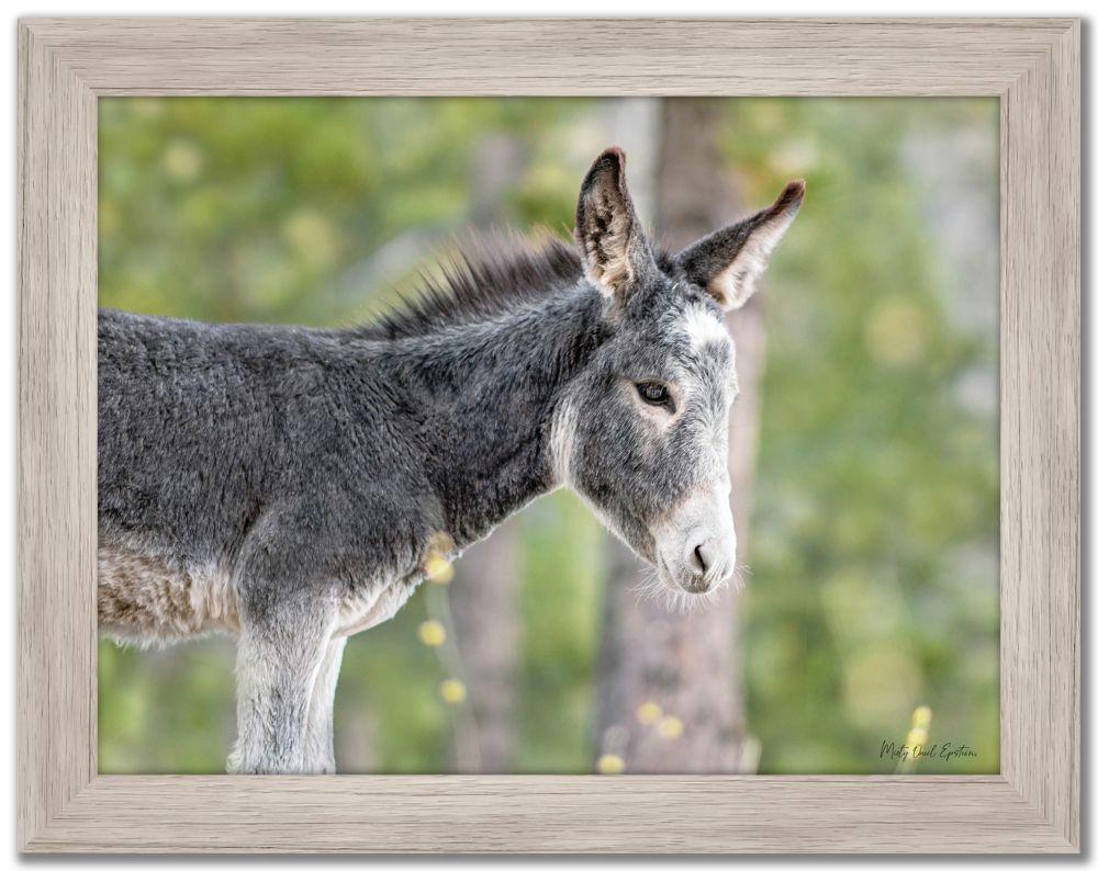 Baby Wild Burrow Print