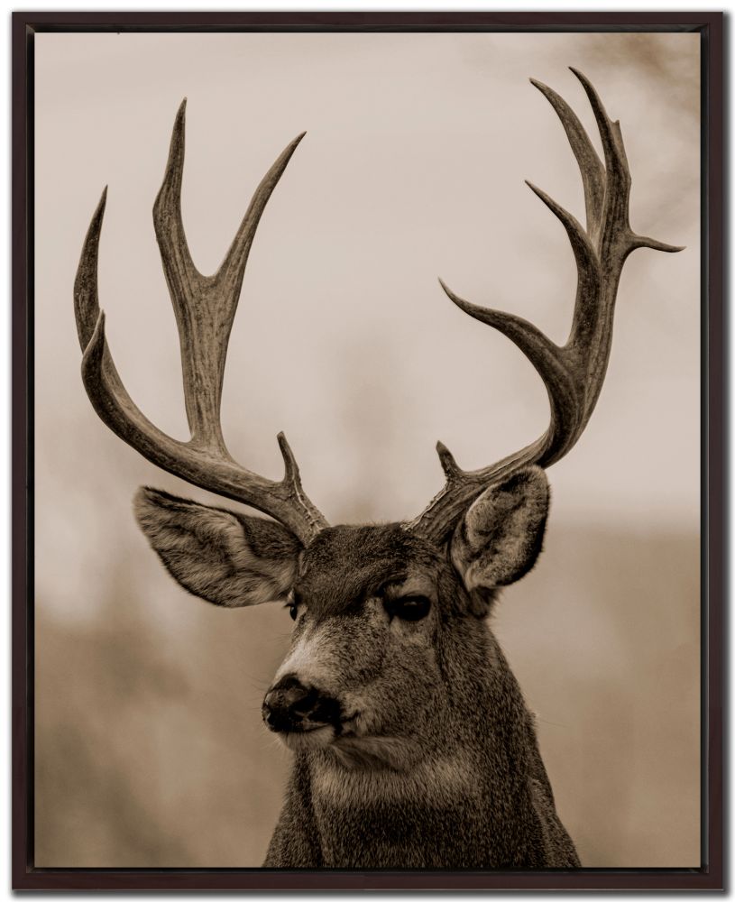 Colorado Buck Canvas Art