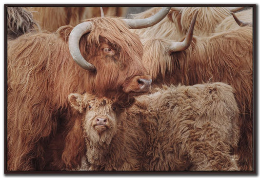 Highland Cow Under Cover Canvas Art