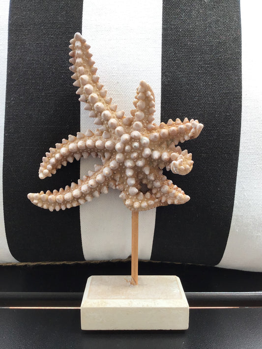 Décor - Starfish on Stand